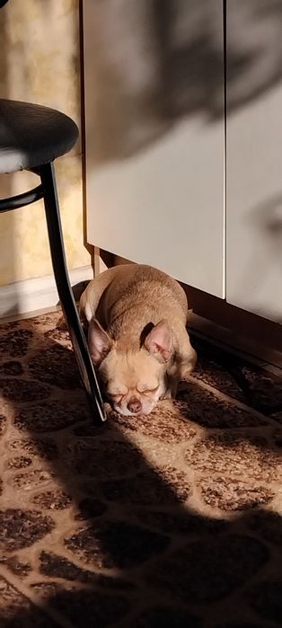 В'язка чихуахуа. Хлопчик чекає на побачення.