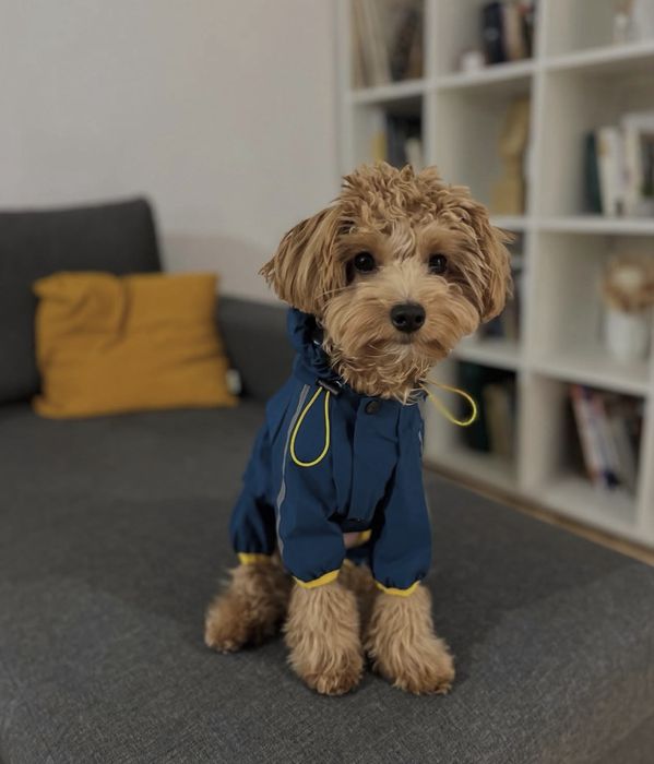 Дощовик для песика синій