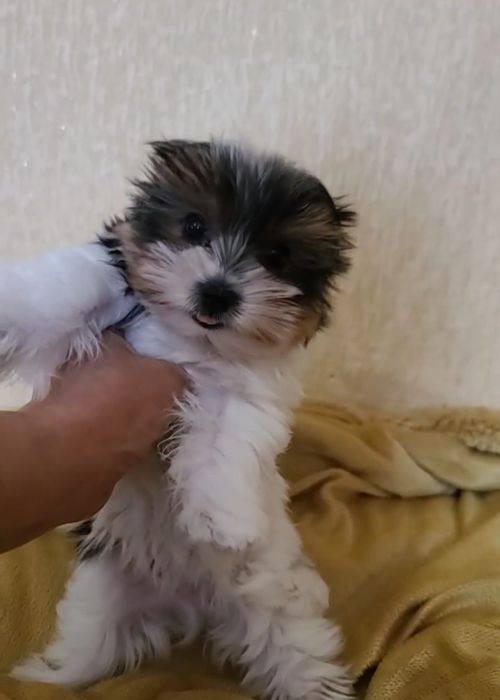Міні хлопчик Дніпро
