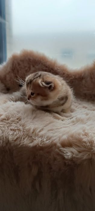 British Shorthair silver