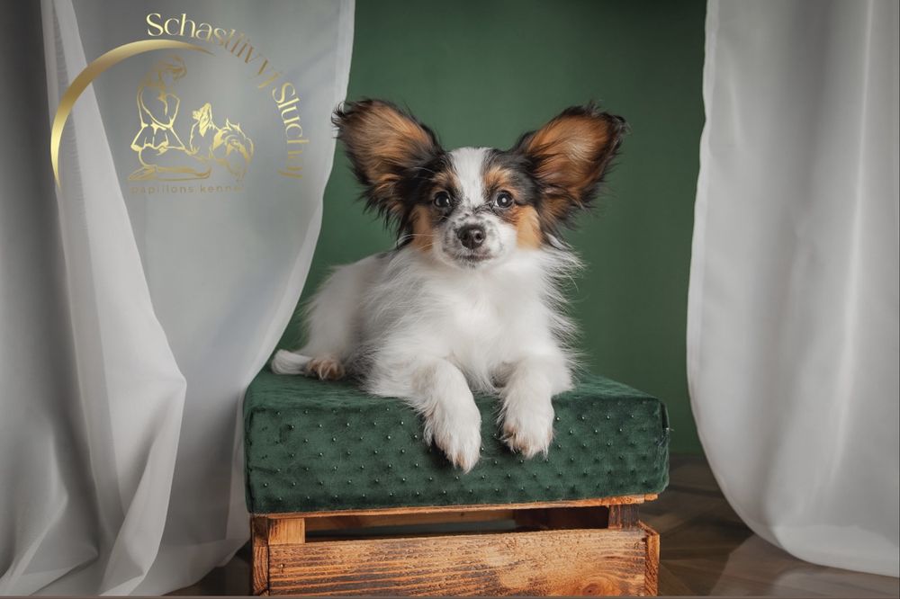 Дуже ніжний малюк папійон