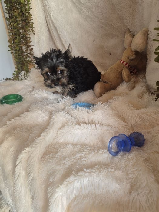 Yorkshire Terrier Macho Criadora Registada PT3088FL