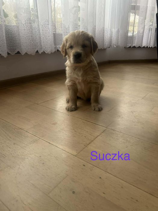 Szczeniak Golden Retriever GOTOWY DO ODBIORY