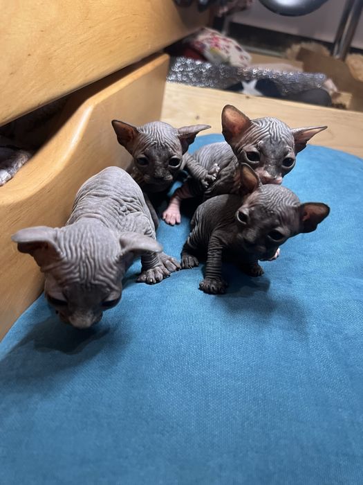 Канадський сфінкс