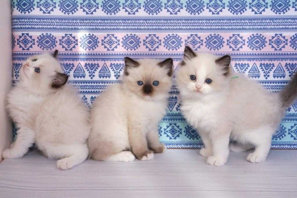 Чудові кошенятка регдол-блакитноокі)