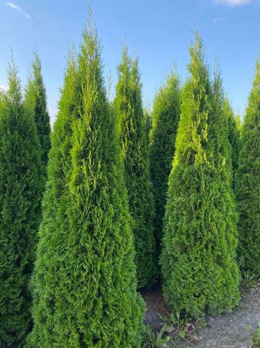 Tuja Smaragd 180-220 cm i inne thuja Szmaragd żywopłot Transport