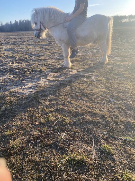 Sprzedam kucyka ogierka