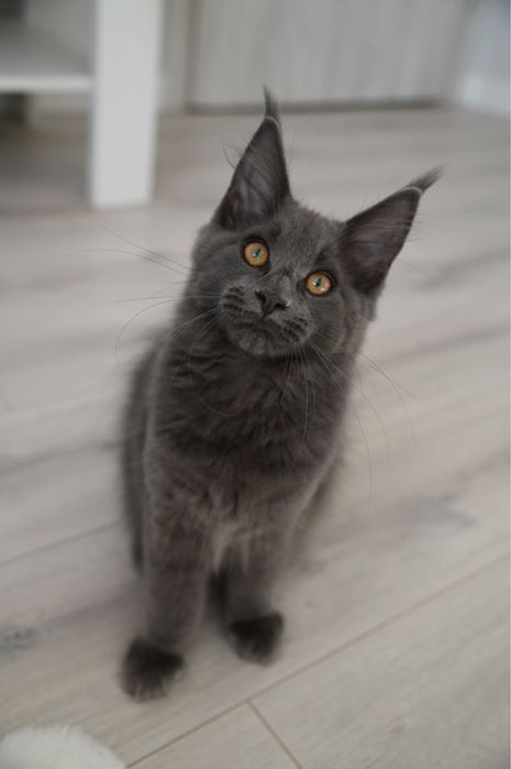 Kotka Maine Coon