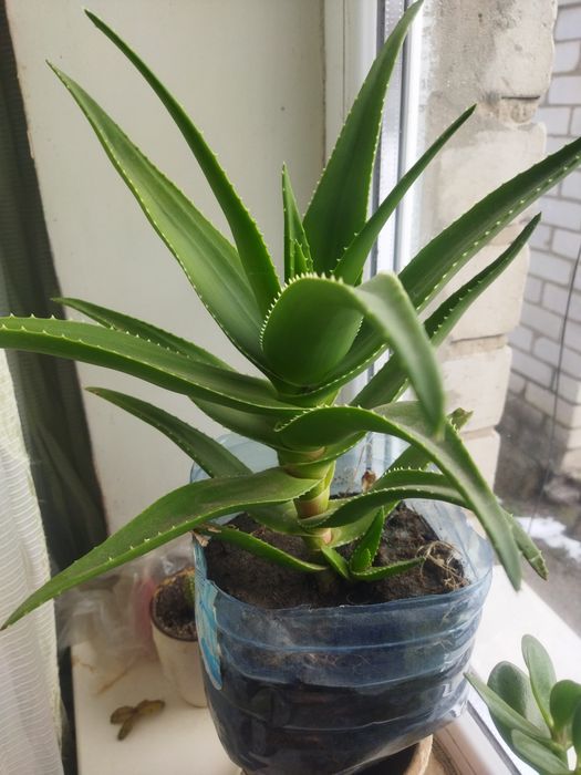 алое, каланхоэ и денежное дерево