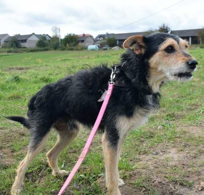 Nieduży (10kg),SPOKOJNY,grzeczny Tadeusz