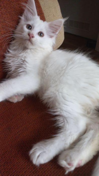 Kocurek Maine Coon WCF