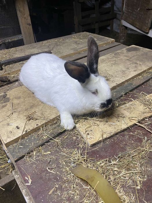 Продам кроликів для парування