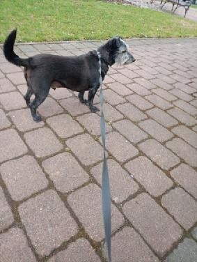 Oddam psa w dobre ręce