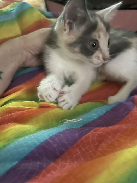 Котенок, возраст 2,2мес Киев и область