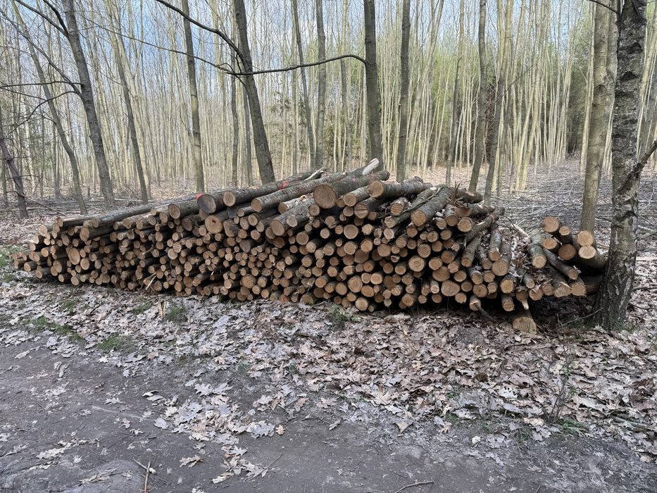 Sprzedam slupki ogrodzeniowe stemple budowlane debowe 2.4m