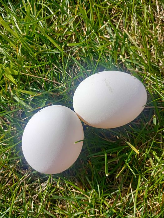 Sprzedam jaja lęgowe leghorn