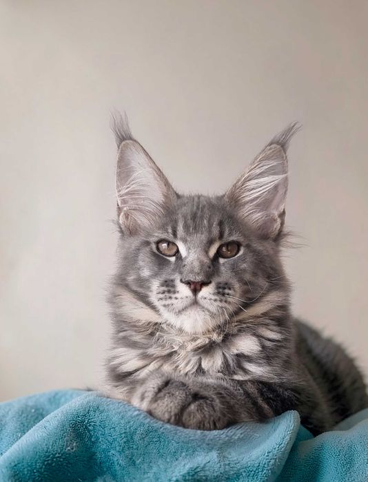 Gatinho Maine Coon