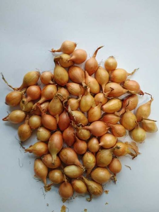 Cebula Dymka Sturon 20-25mm Worek 10kg