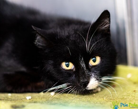 Piękny kocurek HAROLD szuka nowego domku!