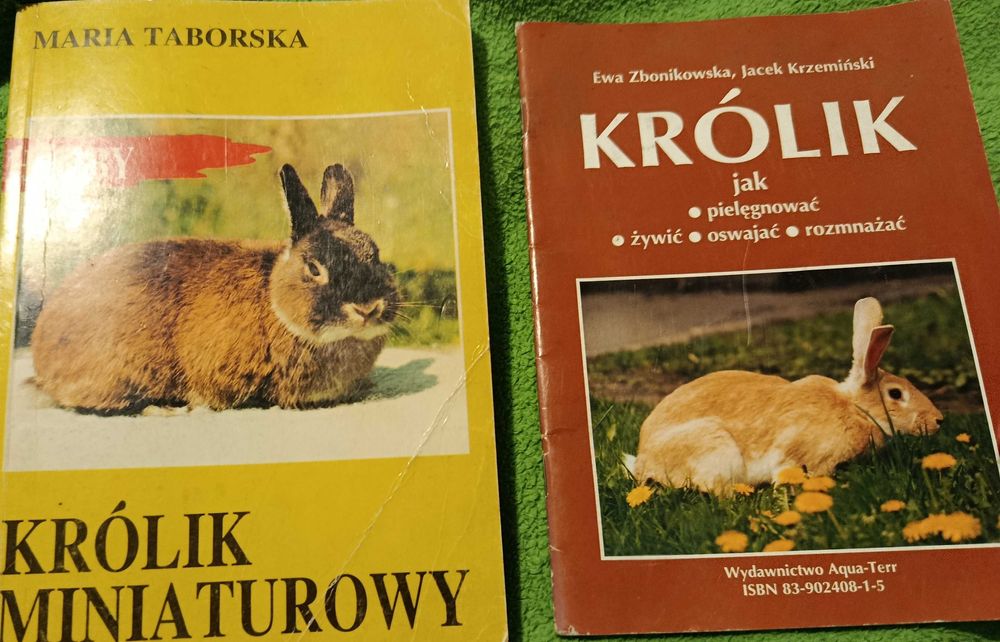 Królik miniaturowy 2 razy poradnik