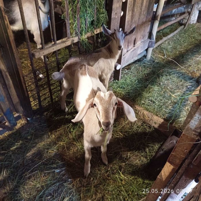 Продам козлят козенят козочкі