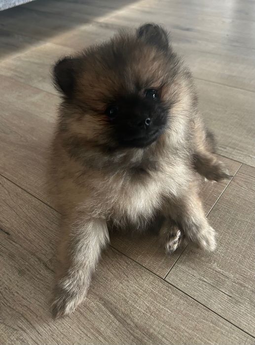 Szczeniak szpic miniaturowy pomerianian