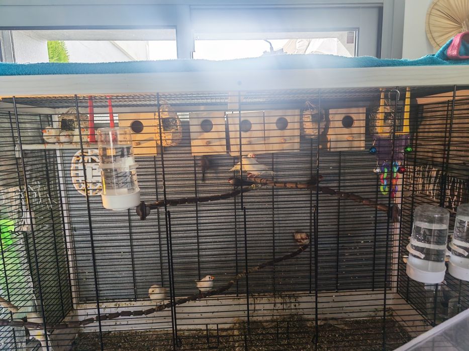 Canários + Bicos de Lacre e  Mandarins