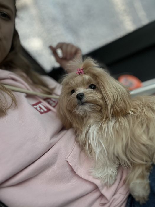 Підрощена супер мікро дівчинка 9 місяців мальтипу