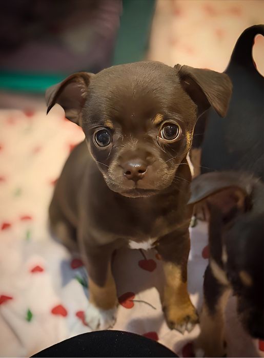 Chihuahua czekoladowy samiec