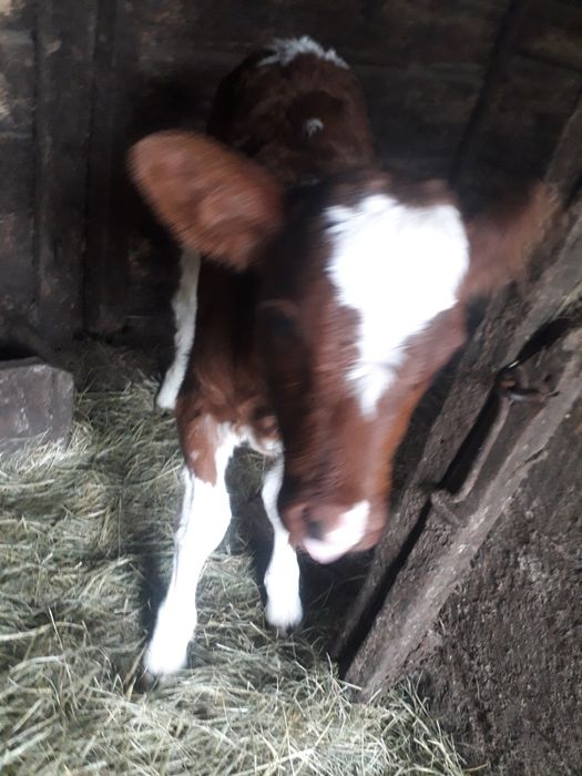 Продам теличку недорого