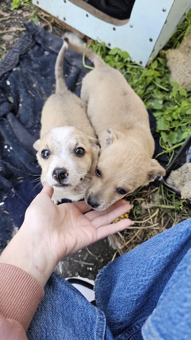 Маленькі Гарненькі цуценята в добрі руки