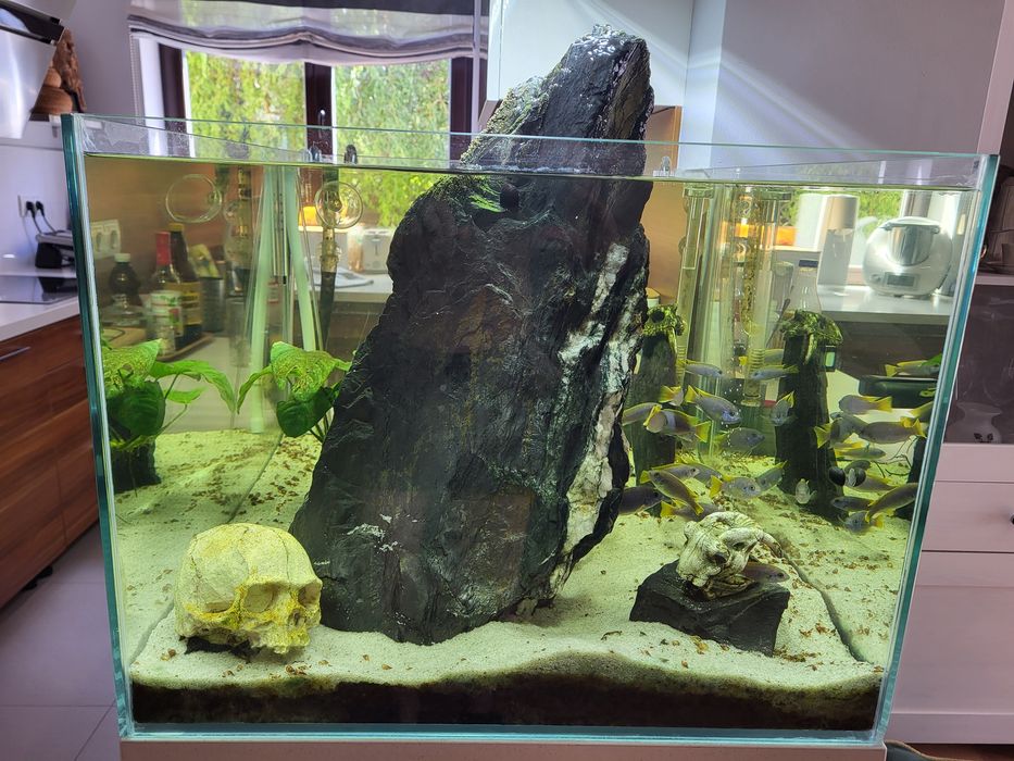 Akwarium otwarte OptiWhite 200l  60x75x45 Malawi pyszczaki Acei