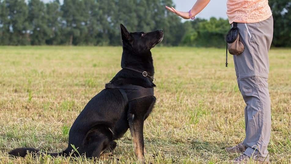 КІНОЛОГ. Індивідуальні заняття. Є виїзд.