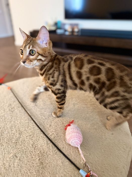 Бенгальська кішечка