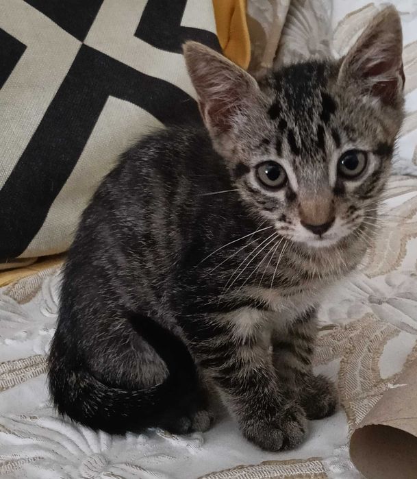 1 gatinho para adoção com 9 semanas