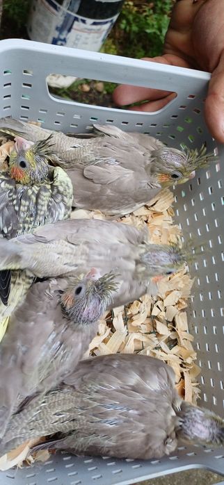 caturas  e  rosicollis  para Criar  a mão