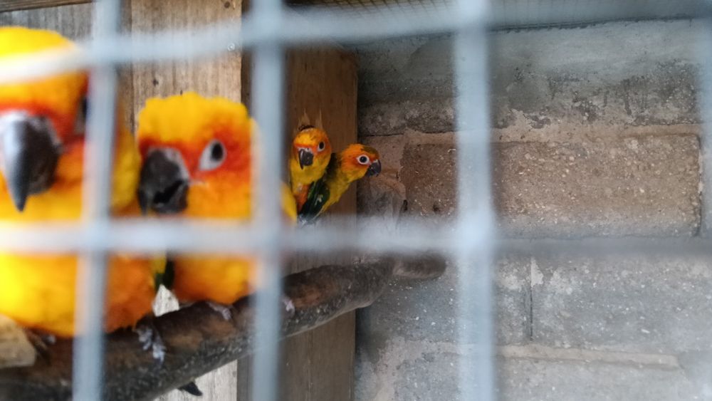Psitacideos diversos