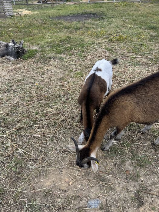 Vendo cabrito macho (chibo) cruzado boer