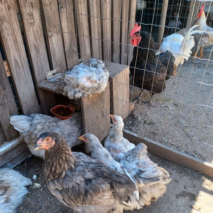 Galitos Brahama mais de 3 meses