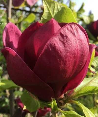 МАГНОЛІЇ Сакура Рододендрон Гортензія Гібіскус Катальпа Піон