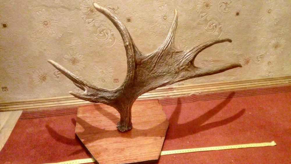 Вешалка для одежды "Рог лося" , декоративное изделие