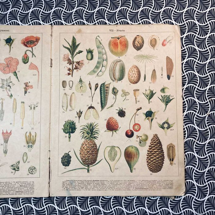 Atlas de Botanica - Antonio Xavier Pereira Coutinho