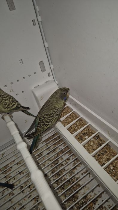 Periquitos blackface