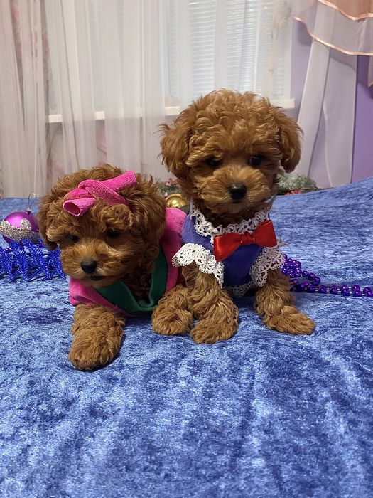 Малята мальтипу‼️