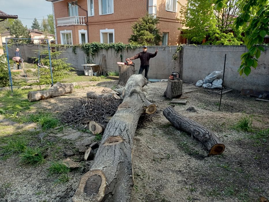 Спил и обрезка деревьев, Кривой Рог и Днепр