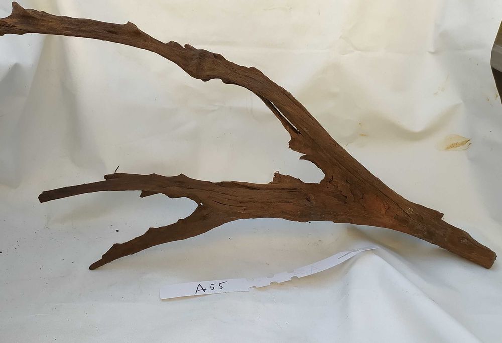 Korzeń mangrowca o ciekawym kształcie-duży