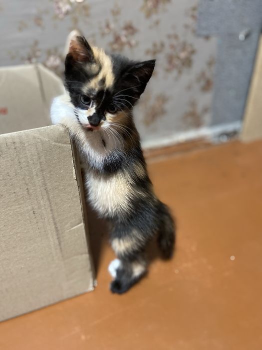 Котята безкоштовно