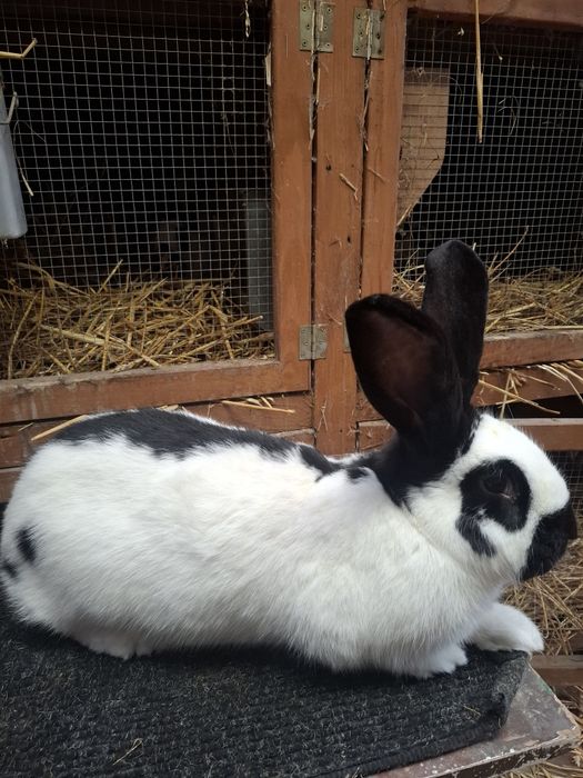 Samiec Srokacz Niemiecki