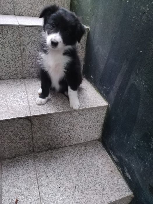 Border collie disponível