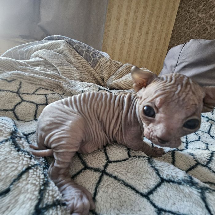 Кошеня Канадського сфінкса